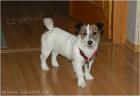 Jack a Parson Russell terir