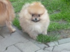 TNTKO POMERANIAN