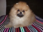 TNTKO POMERANIAN