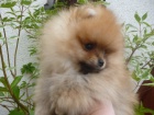 TNTKO POMERANIAN