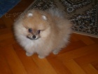 TNTKO POMERANIAN