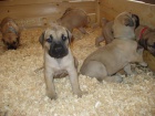 ttka Boerboel na prodej, pikov rodie