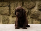 Labradorsk retriever -ern a okoldov tntka s PP