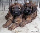 Briard - plav tata