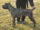 Nabdka kryt cane corso s PP