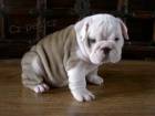 anglick buldok s PP / buldog / bulldog