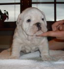 anglick buldok s PP / buldog / bulldog