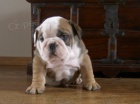 anglick buldok s PP / buldog / bulldog