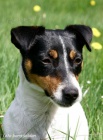 Jack Russell terrier s PP