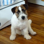 Jack Russell terrier s PP