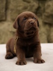 Labradorsk retriever -ern a okoldov tntka s PP