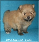 Nmeck pic trpasli/Pomeranian