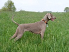 Vmarsk oha - ttka - weimaraner puppies