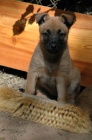 Belgick ovk Malinois - tata