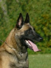 Belgick ovk Malinois - tata