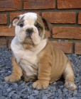 anglick buldok s PP / buldog / bulldog