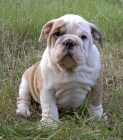 anglick buldok s PP / buldog / bulldog