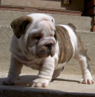 anglick buldok s PP / buldog / bulldog