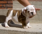 anglick buldok s PP / buldog / bulldog