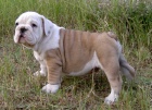 anglick buldok s PP / buldog / bulldog