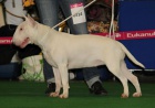 Bullterrier - velmi kvalitn vrh 