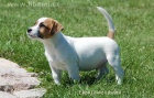 Jack a Parson Russell terir