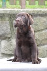 Labradorsk retriever - okoldov tntka s PP