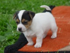 Prodm tata Jack Russel Treier s PP