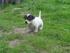 Prodm tata Jack Russel Treier s PP