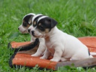 Prodm tata Jack Russel Treier s PP