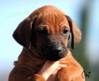 Rhodesian Ridgeback a Chesapeake bay retrvr