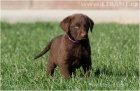 Rhodesian Ridgeback a Chesapeake bay retrvr