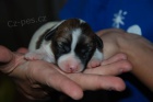 Jack Russell Terir (ttka s PP)