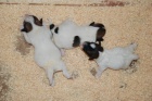 Jack Russell Terir (ttka s PP)