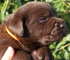 Labrador retriver s PP-tmav okoldov 