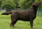 Labrador retriver s PP-tmav okoldov 