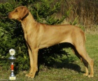 Rhodesian Ridgeback tata s PP