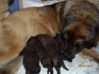 Leonberger - tata