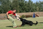 Beauceron tata na prodej - francouzsk ovk