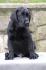 LABRADORSK RETRIEVER-okoldov a ern ttka s PP