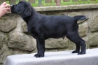 LABRADORSK RETRIEVER-okoldov a ern ttka s PP