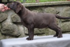 LABRADORSK RETRIEVER-okoldov a ern ttka s PP