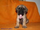 boerboel ttka -zahranin kryt