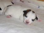 Jack russell terrier s PP