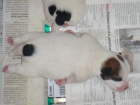 Jack russell terrier s PP