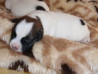 Jack russell terrier s PP