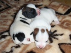 Jack russell terrier s PP