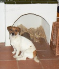 JACK RUSSELL TERIR tata s PP