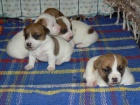 JACK RUSSELL TERIR tata s PP