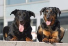 Beauceron - tn prodej 2011